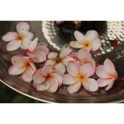 pink edged Hawaiian flowers in a m Circle Keychain