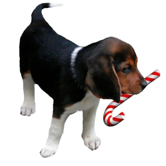 Beagle Puppy With Candy Cane Rectangle Keychain Beagle Puppy With Candy Cane Rectangle Keychain