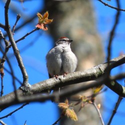 chipping sparrow Circle Keychain